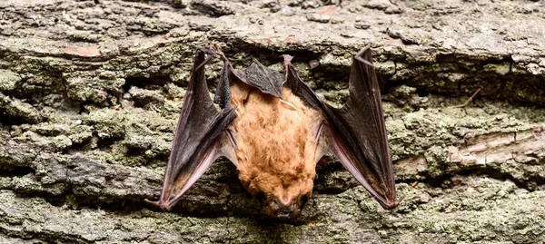 박쥐 탐지기입니다. 박쥐 나무 배경의 더미입니다. 못생긴 박쥐입니다. 앞 발 날개도 적응입니다. 자연의 박물관입니다. 포유류 자연스럽 게 사실과 지속적인 비행 가능입니다. 눈 박쥐 종의 작은 가난 하 게 개발 — 스톡 사진