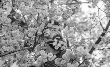 Sakal ve bıyık ihale pembe çiçekler yakınındaki mutlu yüz üzerinde olan adam. Hippi sakal sakura çiçeği ile. Adam arka plan üzerinde sakura bloom ile taze saç kesimi ile sakallı. Hassasiyet kavramı