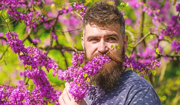 Bearded man with fresh haircut sniffs bloom of judas tree. Man with beard and mustache on calm face near flowers on sunny day. Hipster enjoys aroma of violet blossom. Perfumery and fragrance concept