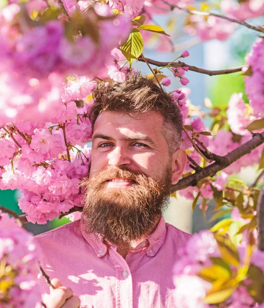 Hipster en camisa rosa cerca de la rama de sakura. Hombre con barba y bigote en la cara sonriente cerca de flores. Hombre barbudo con corte de pelo elegante con flores de sakura en el fondo. Armonía con el concepto de naturaleza — Foto de Stock