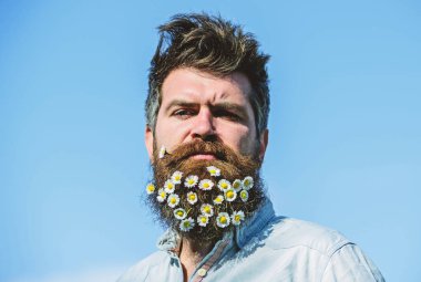 Erkeklik kavramı. Hippi katı yüz, mavi gökyüzü arka plan kopya alanı üzerinde. İle adam sakal ve bıyık güneşli hava keyfini çıkarın. Sakal papatya veya papatya çiçekleri ile adam