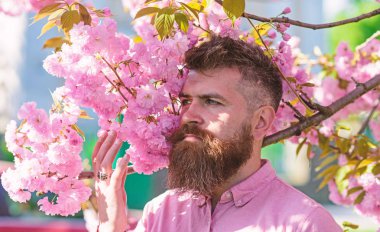 Arka plan üzerinde sakura çiçekli şık saç kesimi olan sakallı adam. Sakal ve bıyık sakura çiçek yakınındaki katı yüzünde olan adam. Hippi sakura dalı yakınındaki pembe gömlekli. Parfümeri kavramı