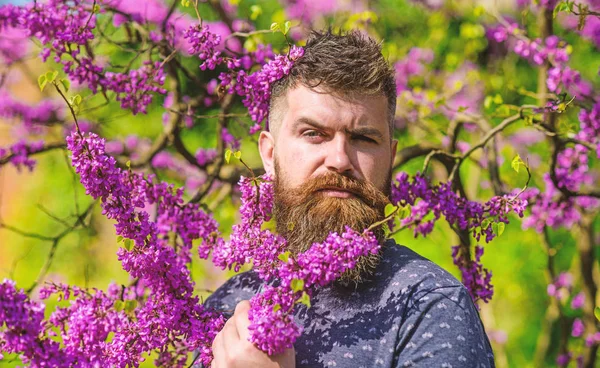 Хипстер наслаждается весной рядом с фиолетовым цветком. Бородатый мужчина со свежей стрижкой, позирующий с цветком Иудейского дерева. Человек с бородой и усами на строгом лице рядом с цветами в солнечный день. Концепция аромата — стоковое фото