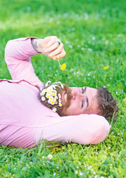 Macho com margaridas na barba relaxante. Homem barbudo com flores de margarida na barba jazia no gramado, fundo de grama. Conceito de alergia e anti-histamínico. Homem com barba no rosto sorridente cheira dente-de-leão — Fotografia de Stock