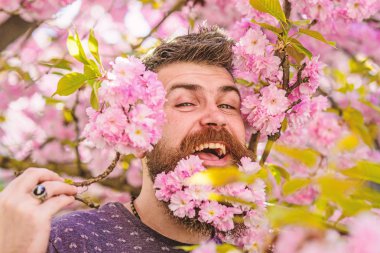 Sakal ve bıyık ihale pembe çiçekler yakınındaki mutlu yüz üzerinde olan adam. Hippi sakal sakura çiçeği ile. Hassasiyet kavramı. Adam arka plan üzerinde sakura bloom ile taze saç kesimi ile sakallı