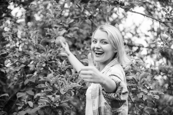 Дівчата сільського стилю збирають яблука урожай саду осінній день. Фермер збирає стиглі фрукти з дерева. Концепція сезону збору врожаю. Жінка тримає яблуневий сад на фоні. Ферма виробляє органічний натуральний продукт — стокове фото