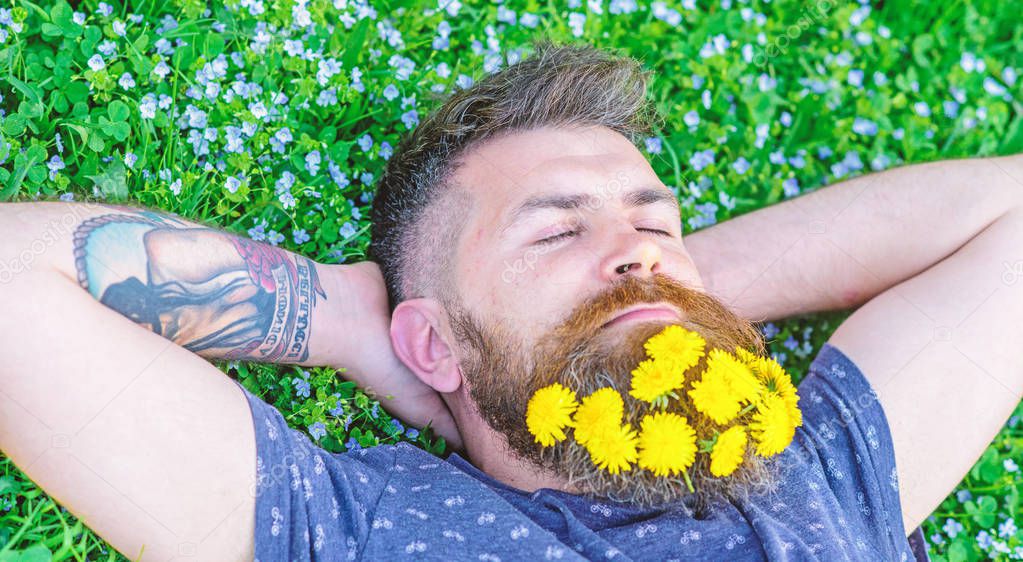 Breeziness concept. Bearded man with dandelion flowers in beard lay on meadow, grass background. Guy with dandelions in beard relaxing, top view. Man with beard on sleeping face put hands behind head