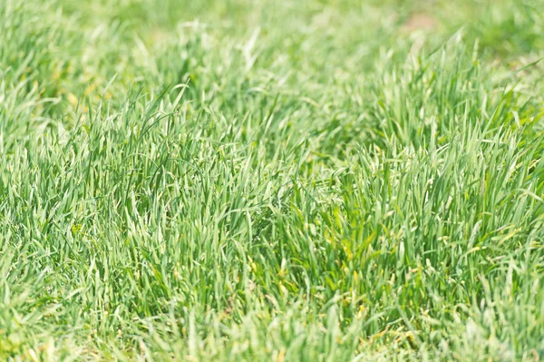 Textura de grama ou fundo. Textura de grama verde de campo. Prado com plantas verdes frescas ou ervas. Conceito de textura — Fotografia de Stock