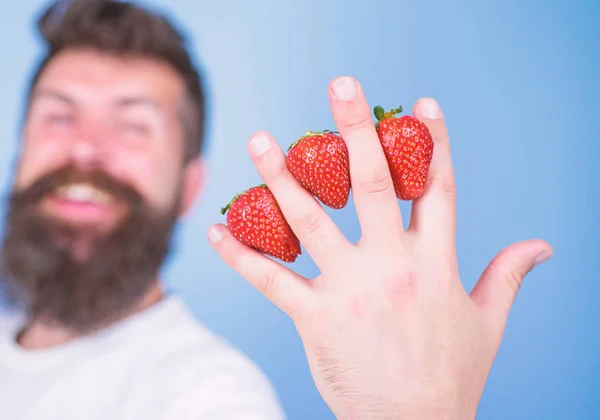 Nonostante le bacche dal sapore dolce contengano zero zucchero. Uomo barba hipster fragole tra le dita sfondo blu. Fragola ricca di antiossidanti a base di fibre di vitamina C. Benefici nutrizionali della fragola — Foto Stock