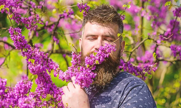 Bearded man with fresh haircut sniffs bloom of judas tree. Tranquility concept. Man with beard and mustache on peaceful face near flowers on sunny day. Hipster enjoys aroma of violet blossom