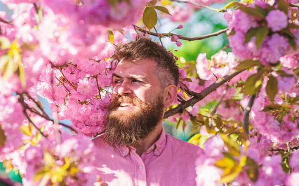 Hipster em camisa rosa perto de ramos de árvore sakura. Homem com barba e bigode no rosto sorridente perto de flores. Homem barbudo com corte de cabelo elegante com flores de sakura no fundo. Conceito de harmonia — Fotografia de Stock