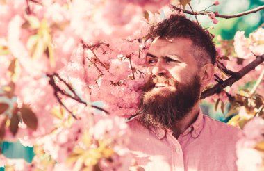 Uyum kavramı. Hippi sakura ağacın yakınındaki pembe gömlekli. Sakal ve bıyık yüz yakınındaki çiçek gülümseyen üzerinde olan adam. Sakura arka plan üzerinde çiçekler ile şık saç kesimi ile sakallı adam