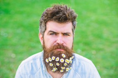 Erkeklik kavramı. Hippi katı yüz, yeşil çim arka plan, kopya alanı. İle adam sakal ve bıyık zevk bahar, yeşil çayır arka plan. Sakal papatya veya papatya çiçekleri ile adam
