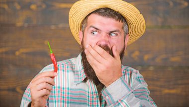 Hasır şapkalı köylü çiftçi baharatlı tadı seviyor. Biber toplayan adam. Çiftçi, kırmızı biberli ahşap arka planda sunum yapıyor. Sakallı çiftçi elinde biber tutuyor. Biber hasat konsepti