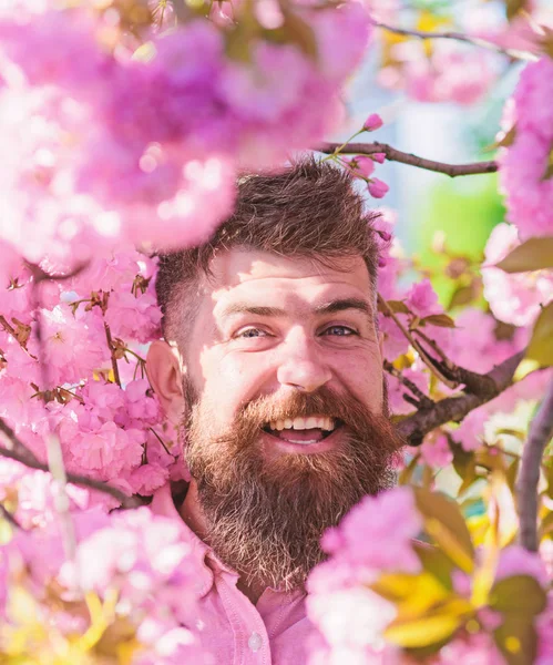 Concepto de armonía. Hombre barbudo con corte de pelo elegante con flores de sakura en el fondo. Hombre con barba y bigote en la cara sonriente cerca de flores. Hipster en camisa rosa cerca de las ramas del árbol de sakura — Foto de Stock