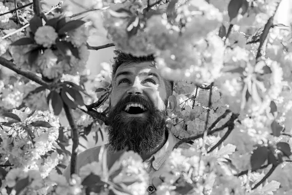 Homme avec barbe et moustache sur le visage souriant près des fleurs de sakura. Homme barbu avec une coupe de cheveux élégante avec des fleurs sur le fond, gros plan. Concept doux et doux. Hipster près de la branche du sakura — Photo