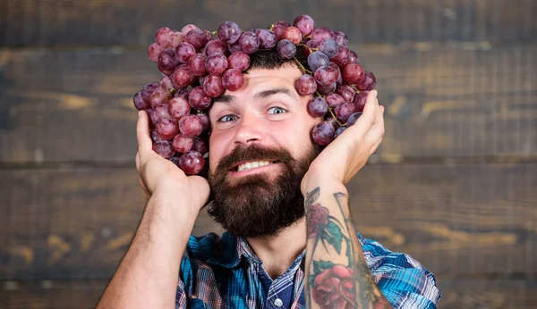 Bodega alegre trabajador. Agricultor con uvas. Concepto bodega. Hombre con barba sostiene racimo de uvas sobre el fondo de madera de la cabeza. Vintner orgulloso de la cosecha de uvas. Guapo barbudo hipster propietario de la bodega —  Fotos de Stock