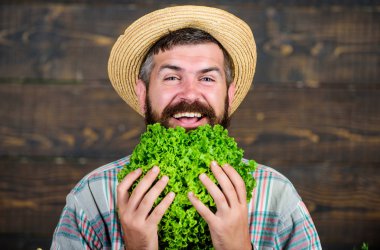 Beslenme seçim yapma. Mevsimlik vitamini yiyecek. Yararlı sebze. Hasat Festivali. organik ve doğal gıda. mutlu olgun çiftçi sakallı. sonbahar ürün ile adam Şef. Sulu yeşil salata yaprakları