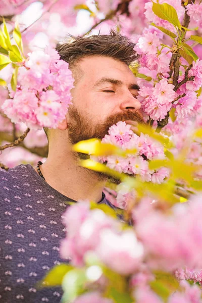 Человек с бородой и усами на спокойном лице рядом с розовыми цветами. Единство с природой. Бородатый мужчина со свежей стрижкой с цветком сакуры на заднем плане. Хипстер с цветущей сакурой в бороде — стоковое фото