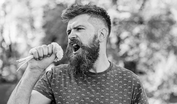 Homme avec barbe et moustache sur le visage heureux tient bouquet de pissenlits comme microphone. Hipster fait bouquet, fond vert de la nature, déconcentré. Concept de chanteur. L'homme barbu tient des pissenlits jaunes — Photo