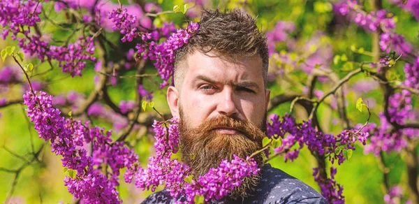 Хипстер наслаждается весной рядом с фиолетовым цветком. Человек с бородой и усами на строгом лице рядом с цветами в солнечный день. Концепция аромата. Бородатый мужчина со свежей стрижкой, позирующий с цветком иудейского дерева — стоковое фото