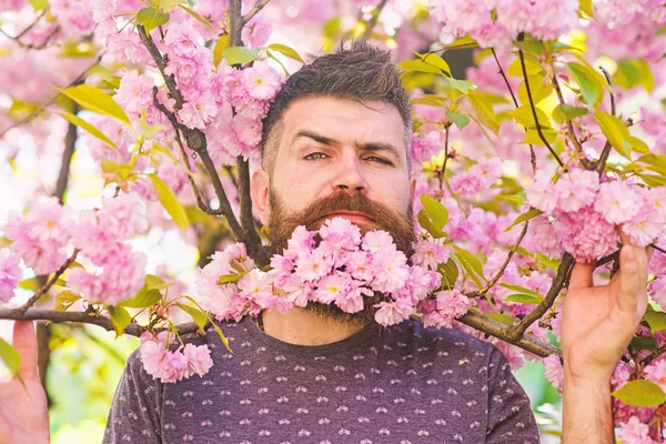 Homem barbudo com flor de árvore sakura no fundo. Conceito de primavera. Hipster com flor de sakura na barba. Homem com barba e bigode em rosto estrito perto de ramos com flores rosa concurso — Fotografia de Stock