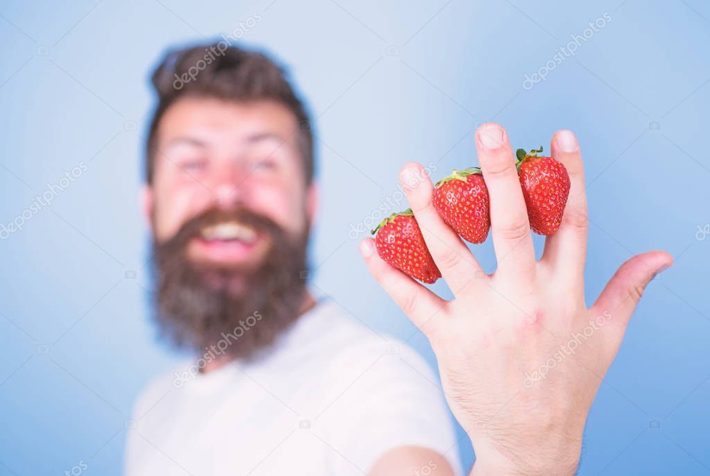 Strawberry packed with vitamin C fiber antioxidants. Man beard hipster strawberries between fingers blue background. Nutritional benefits of strawberry. Despite sweet taste berries contain zero sugar