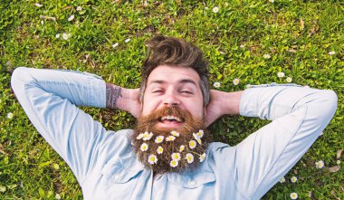 Bahar tatil kavramı. Mutlu yüz hipster çimenlerin üzerinde üstten görünüm bırakır. Sakallı ve bıyıklı bahar, yeşil çayır arka plan sahiptir. Adam güzel sakal papatya veya papatya çiçekleri ile görünüyor.