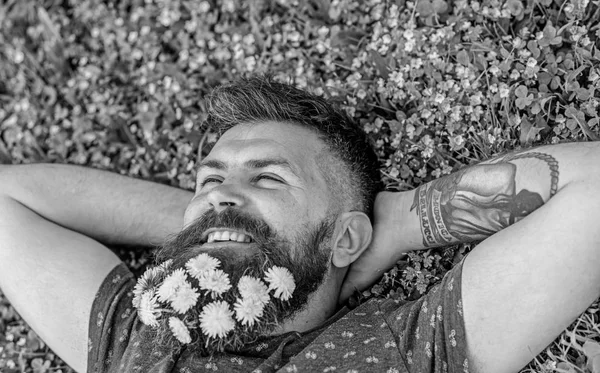 Concept Breeziness. Guy avec des pissenlits à la barbe relaxant, vue sur le dessus. Homme barbu avec des fleurs de pissenlit dans la barbe posée sur prairie, fond d'herbe. Homme avec barbe sur le visage souriant mettre les mains derrière la tête — Photo