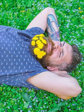 Sakal karahindiba çiçeklerle sakallı adam çayır, çimen arka plan üzerinde yatıyordu. Tazelik kavramı. Hippi sakal rahatlatıcı dandelions buket. Sakal ve bıyık yüz gülümseyen üzerinde olan adam