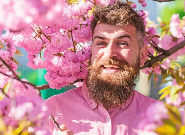 Hipster in pink shirt near branch of sakura. Harmony with nature concept. Bearded man with stylish haircut with sakura flowers on background. Man with beard and mustache on smiling face near flowers — Stock Photo, Image