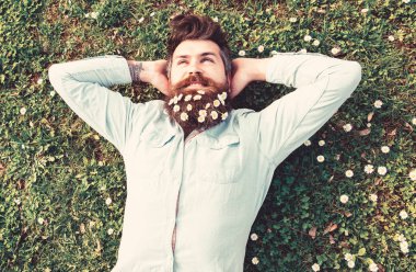 Hipster rahat yüzündeki çimenlerin üzerinde üstten görünüm bırakır. Yatıştırma kavramı. Adam güzel sakal papatya veya papatya çiçekleri ile görünüyor. Sakallı ve bıyıklı sahiptir bahar, yeşil çayır arka plan