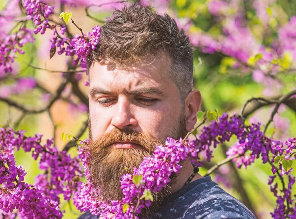 Хипстер наслаждается весной рядом с фиолетовым цветком. Человек с бородой и усами на строгом лице рядом с цветами в солнечный день. Бородатый мужчина со свежей стрижкой, позирующий с цветком Иудейского дерева. Концепция парфюмерии — стоковое фото