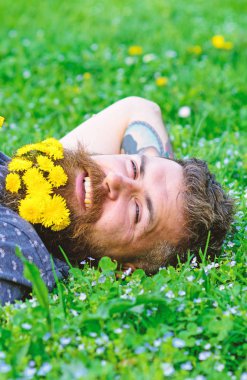 Doğa kavramı ile birleştirmek. Sakallı adam karahindiba çiçekli çayır, çimen arka plan üzerinde yatıyordu. Sakallı yüzü gülen üzerinde doğa keyfini çıkarın. Hipster sakal rahatlatıcı dandelions buket