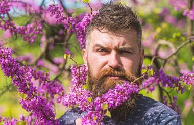 Hipster bahar menekşe çiçeği yakınındaki sahiptir. Koku kavramı. Sakal ve bıyık çiçek güneşli yakınındaki katı yüzünde olan adam. Erguvan bloom ile poz taze saç kesimi ile sakallı adam