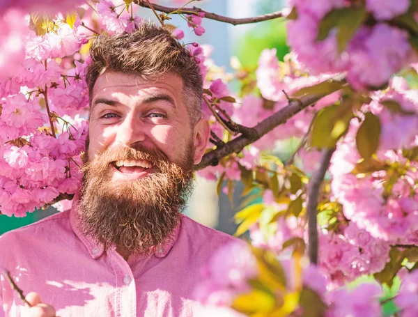 Hipster in pink shirt near branch of sakura. Harmony with nature concept. Man with beard and mustache on smiling face near flowers. Bearded man with stylish haircut with sakura flowers on background — Stock Photo, Image