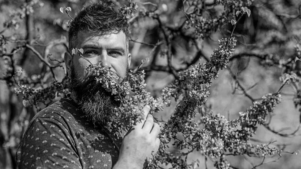 Uomo barbuto con fresco taglio di capelli fiuta fioritura di albero di Giuda. Profumeria e fragranza concetto. Uomo con barba e baffi sul viso calmo vicino ai fiori nella giornata di sole. L'hipster gode l'aroma di fiore viola — Foto Stock