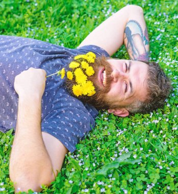 Sakallı adam karahindiba çiçekli çayır, çimen arka plan üzerinde yatıyordu. Hippi sakal rahatlatıcı dandelions buket. Sakallı yüzü gülen üzerinde doğa keyfini çıkarın. Doğa kavramı ile birleştirmek