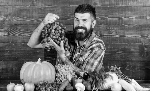 Agricultor orgulloso de la cosecha de uvas. El hombre sostiene las uvas fondo de madera. Cosecha ecológica de hortalizas. Concepto agrícola. Uvas de jardín propio. Granjero barbudo con cosecha casera en uvas de bodega de mesa —  Fotos de Stock