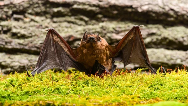 Espécies de morcegos olhos pequenos mal desenvolvidos. Detector de morcegos. Burro de fundo de madeira de morcego. Morcego feio. Membros dianteiros adaptados como asas. Museu da Natureza. Mamíferos naturalmente capazes de voar de forma verdadeira e sustentada — Fotografia de Stock