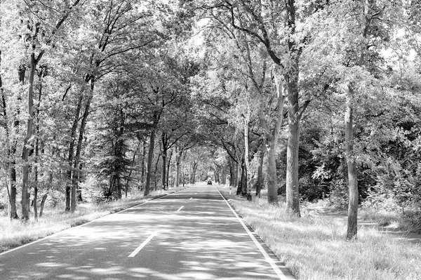 Car in green trees alley — Stock Photo, Image