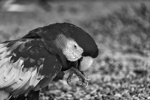 Red ara loro al aire libre — Foto de Stock