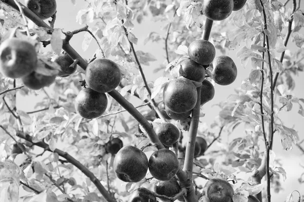 Zengin kavramı hasat. Elma kırmızı şube gökyüzü arka plan üzerinde olgunlaşmış meyve. Elma hasat sezon sonbahar. Bahçe ve hasat. Organik elma bitkileri çiftlik veya bahçe. Sonbahar elma hasat sezonu — Stok fotoğraf