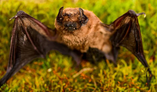 Forelimbs aangepast als vleugels. Zoogdieren natuurlijk in staat van echte en aanhoudende vlucht. Bat stoten ultrasoon geluid om echo te produceren. Bat detector. Lelijke vleermuis. Dummy van wilde vleermuis op gras. Wilde natuur — Stockfoto