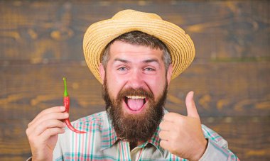 Sakallı çiftçi biber elinde tut. Çiftçi sunan sıcak biber biber ahşap arka plan. Biber hasat kavramı. Hasır şapkalı rustik çiftçi baharatlı tadı seviyor. Adam tutun biber hasat