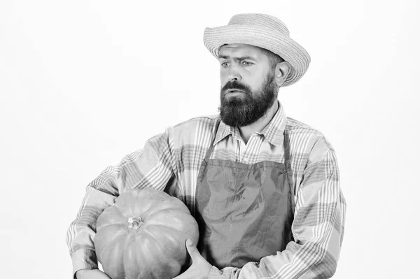 Il cappello di paglia contadino porta la zucca grande. Agricoltura e agricoltura. Agricoltura sementi fertilizzante e raccolto. Concetto agricolo. Uomo barbuto contadino rustico indossare grembiule presentando zucca sfondo bianco — Foto Stock