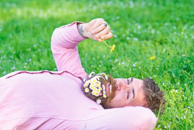 Maço sakal rahatlatıcı papatya ile. Daisy çiçeklerle sakalı sakallı adam grassplot üzerinde yatıyordu, arka plan çimen. Barış ve huzur kavramı. Güler yüz üzerinde sakallı adam karahindiba burnunu çekmek