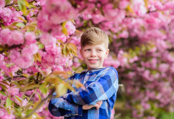 Navštivte Sakura Garden. Rozkvetlé něžnost. Milé dítě si užijí Teplý jarní den. Chlapeček v pubertě. Dítě na růžových květinách sakurského stromu. Botana. Chlapík požívající třešňový Sakura — Stock fotografie