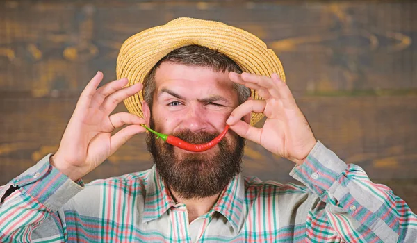 Sakallı çiftçi biber kırmızı biber elinde tut. Çiftçi sunan sıcak biber biber ahşap arka plan. Hasır şapkalı rustik çiftçi baharatlı tadı seviyor. Adam tutun biber hasat. Biber hasat kavramı