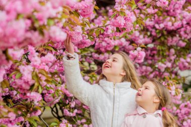 Botanik kavramı. Çiçekler yumuşak pembe bulutlar. Çocuklar ılık baharın tadını çıkarırlar. Sakura'nın yanında poz veren kızlar. Çiçekte kaybolmuş. Sakura ağacı arka plan pembe çiçekler üzerinde Çocuklar. Çocuklar kiraz çiçeği sakura zevk